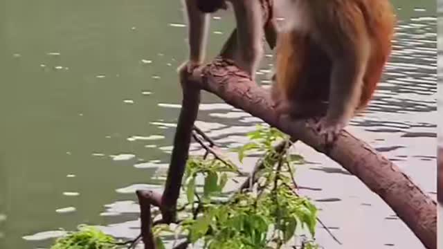 Monkey 🐒 jumps with baby into river