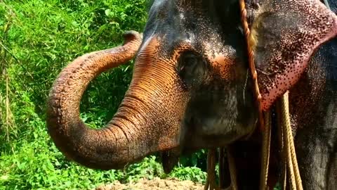 elephants doing funny things.