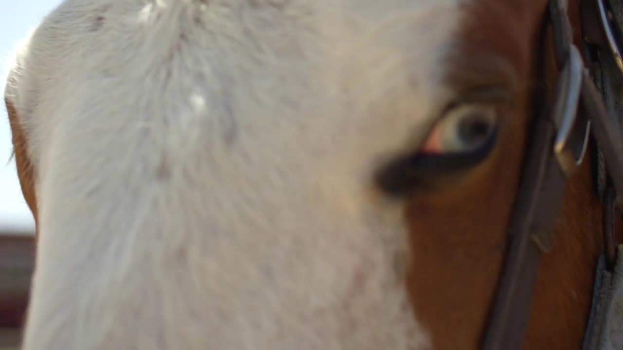 Closeup of Horse's Eyes and Face