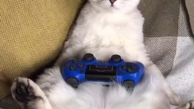 Cute cat song - Cute and baby cat videos compilation