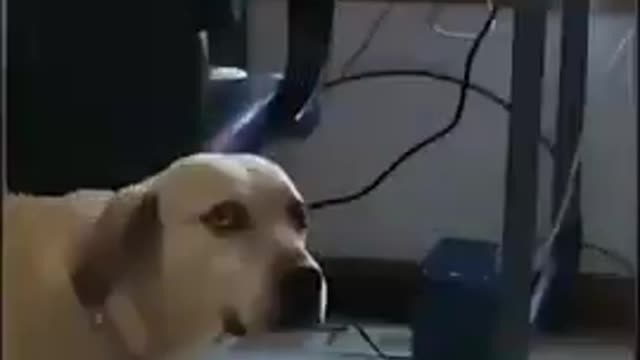 Cute Dogs Reaction🧡