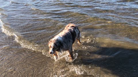 Opie Our Baby ‘American Shepherd’