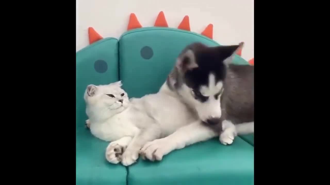 Funny cats