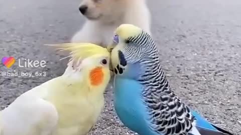 The love of birds and dogs