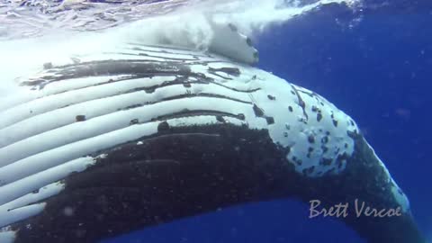 Closest whale encounters