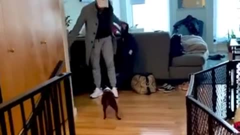 Boston Terrier overwhelmed when owner returns home from v.