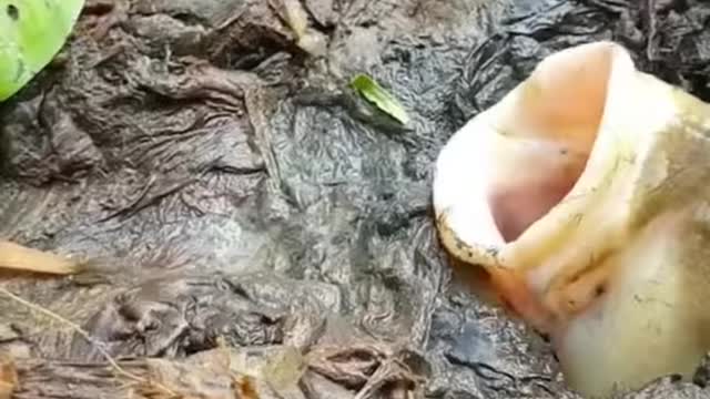 Very smart hunt for food