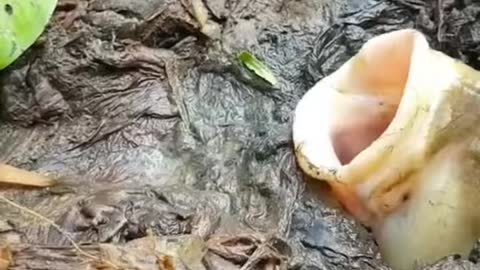 Very smart hunt for food