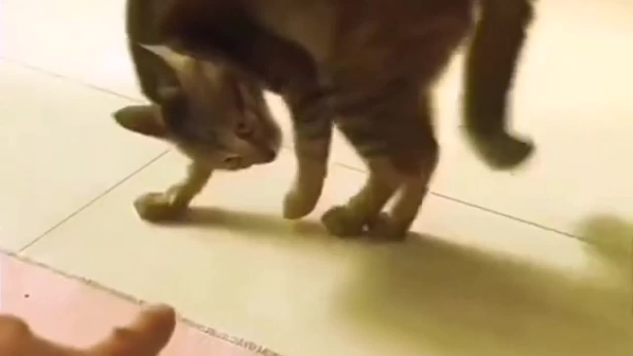 Funny cute cat videos |🙀®️#funny #cute