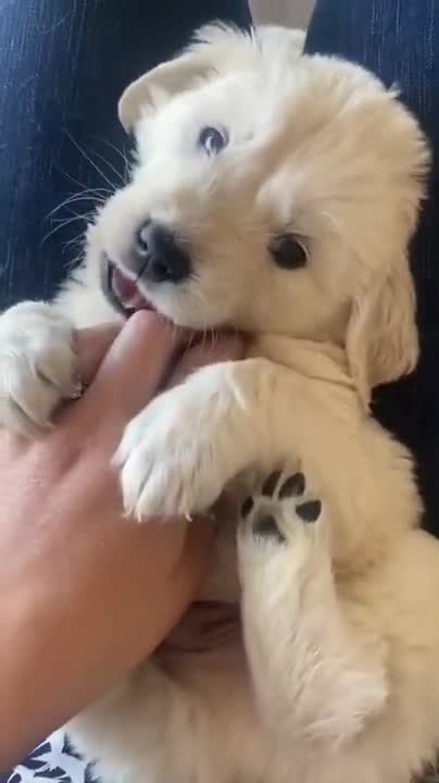 Ultimate Cute and Funny Dogs of 2022 | Funny Pet Videos