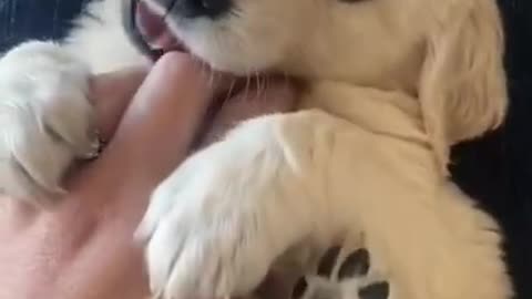 Ultimate Cute and Funny Dogs of 2022 | Funny Pet Videos