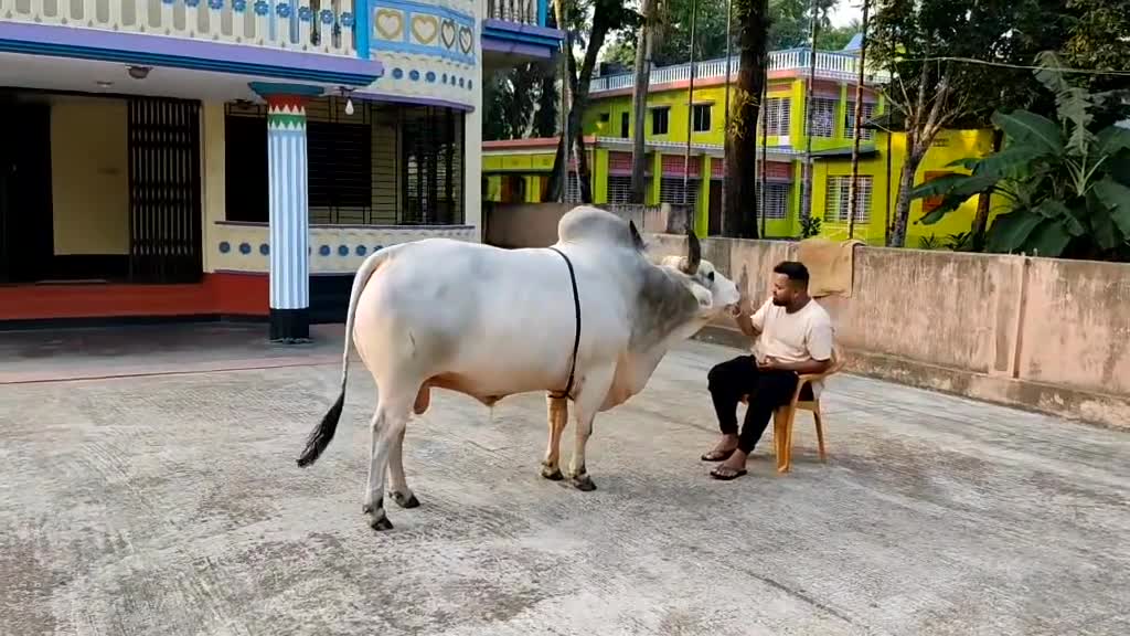 My cow