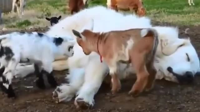 Funny animals video #shorts#funnyfail #animal