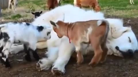 Funny animals video #shorts#funnyfail #animal