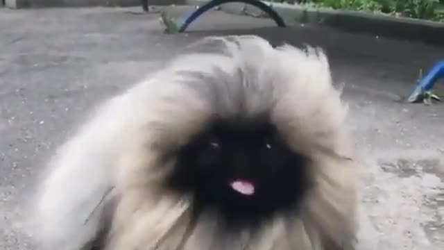 특이한견종
