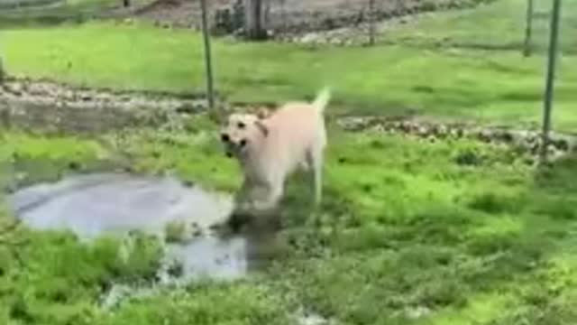 Dog With Disability Finds A Puddle!