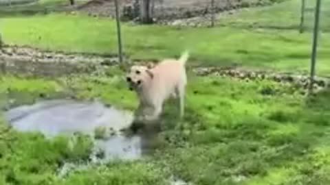 Dog With Disability Finds A Puddle!