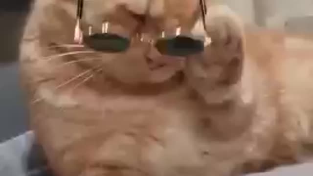 CAt with goggles funny video #cat video #cat