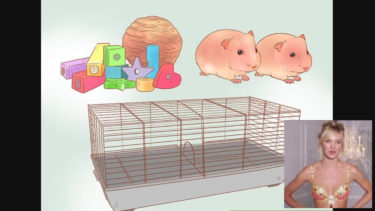 How to take care of a Dwarf Hamster!