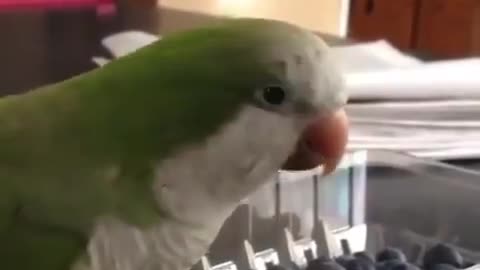 my parrot is very angry