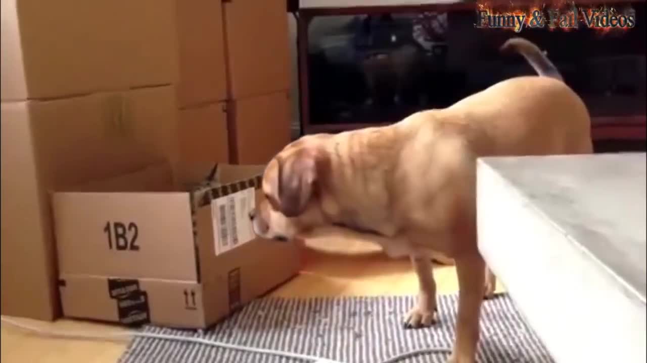 cat and dog funny