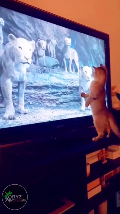 Cat fall down from the rooor of lion while watching simba the movie