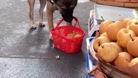 China viral video for 🐕 dog