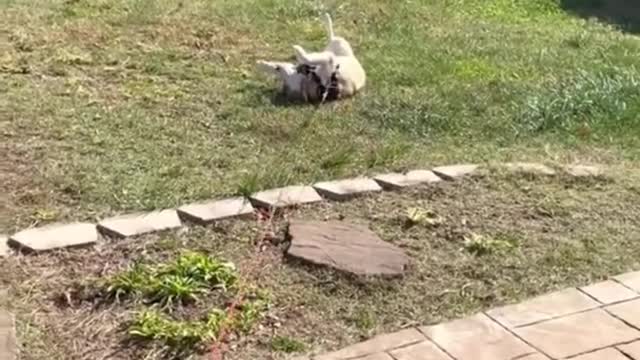 Try Not to Laugh! Funny DOGS Compilation!