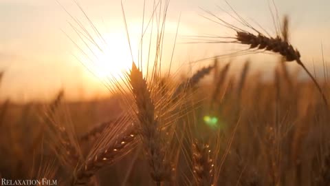 Nature Autumn 4K Relaxation Film Meditation Music, Beautiful Relaxing Music, Nature Sounds