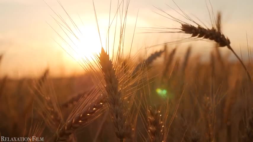 Nature Autumn 4K Relaxation Film Meditation Music, Beautiful Relaxing Music, Nature Sounds