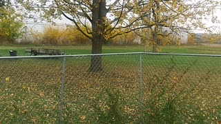 Beauty in fall