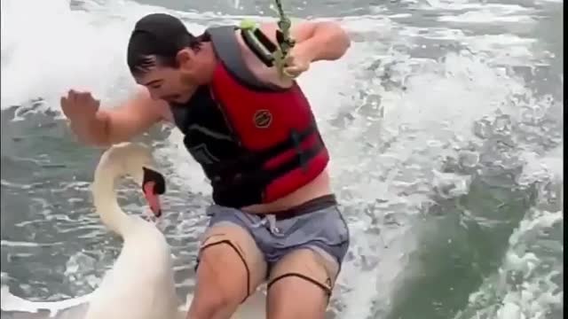 This Swan is sick of humans riding wakeboards across his lake! 😂 🦢