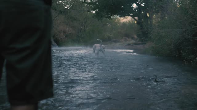 Dog catches a ball in a river