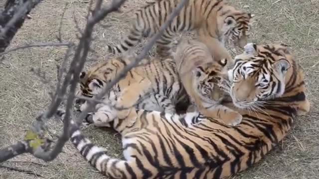 Cubs playing with mother in Panna Tiger Reserve, India.