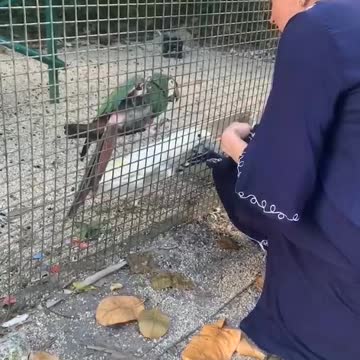 Parrot wants to kiss her