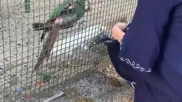 Parrot wants to kiss her