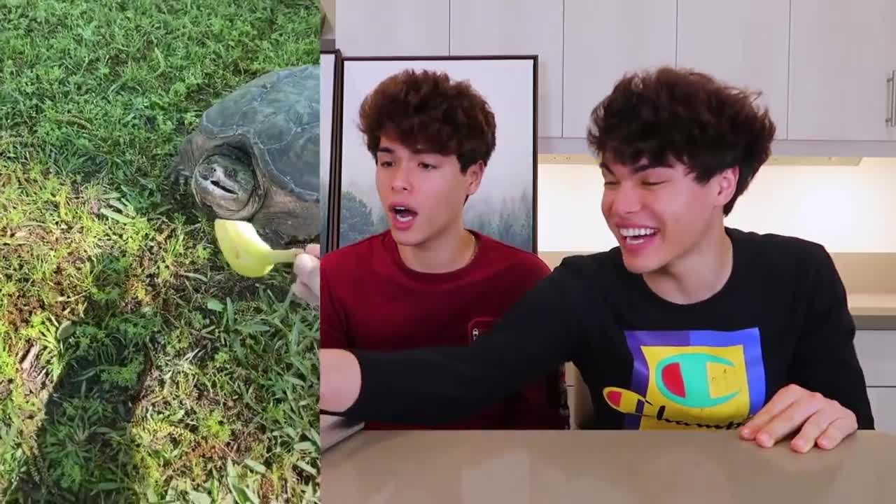 Cutest Animals on TIK TOK