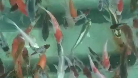 Fish koi #koi