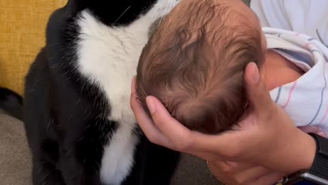 Gentle Cat Meets Newborn Baby