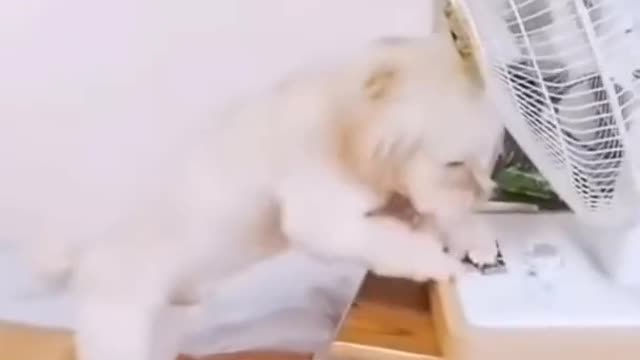 Viral Dog 🐕 Funny videos baby animals house pet