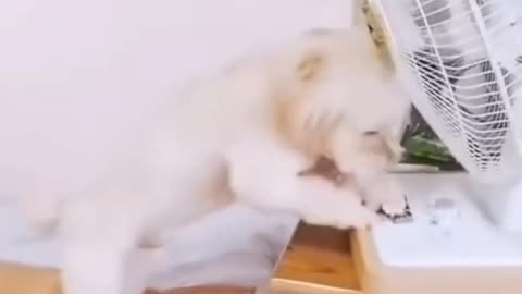 Viral Dog 🐕 Funny videos baby animals house pet