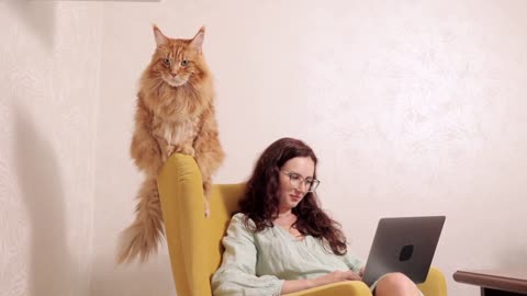 Cute and funny cat inside her boss