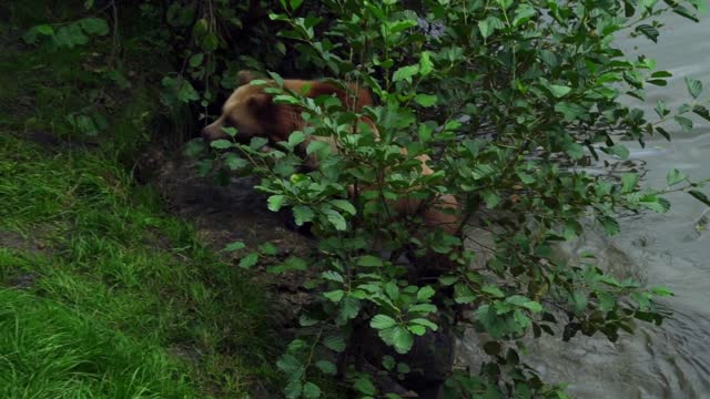 Brown Bear Swimming In the Lack