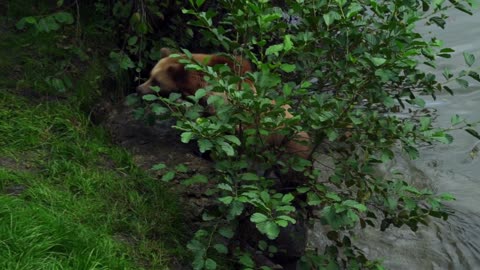 Brown Bear Swimming In the Lack