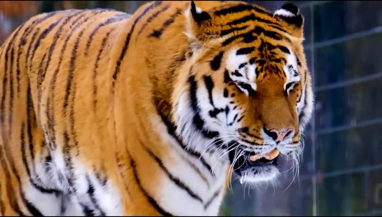 WILD ANIMAL Tiger's hunger watch full video