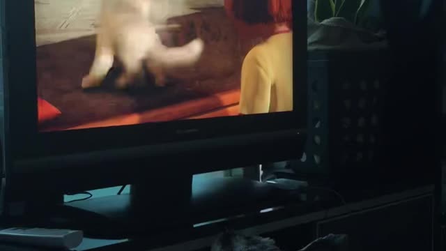 dog watching tv