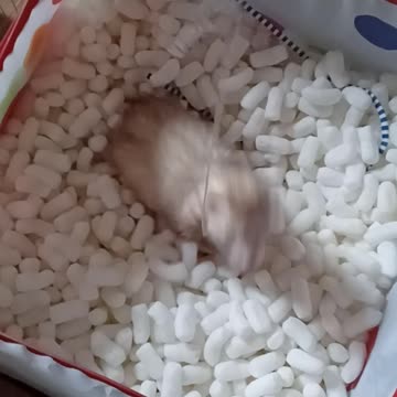 Ferret playtime