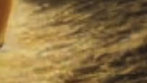 Jews own everything, they are the globalist elite 🎵