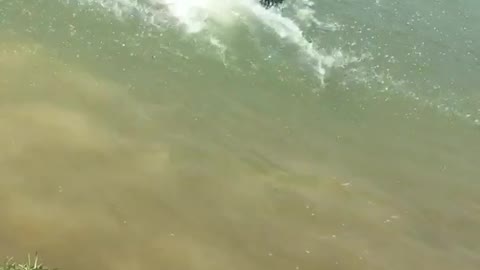 Black dog plays fetch and chases tennis ball into pond