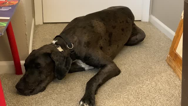 Service Dog: Side-Eye and my Girl's Office TA Hours